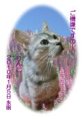 りんこちゃんのメモリアル写真　ペット葬儀日２０１０年１月５日　茨城県よりご依頼